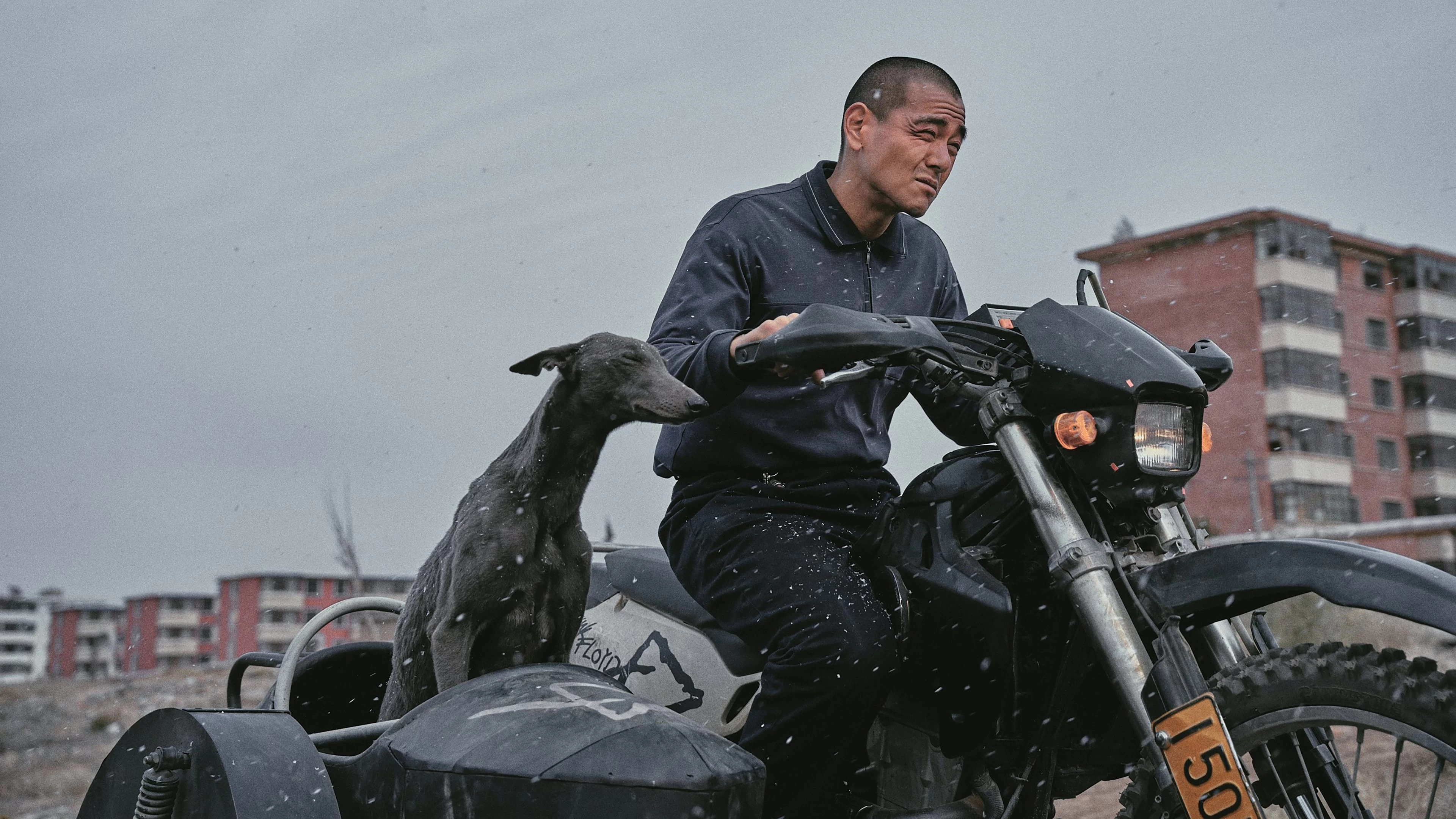 Xem Phim Cẩu Trận