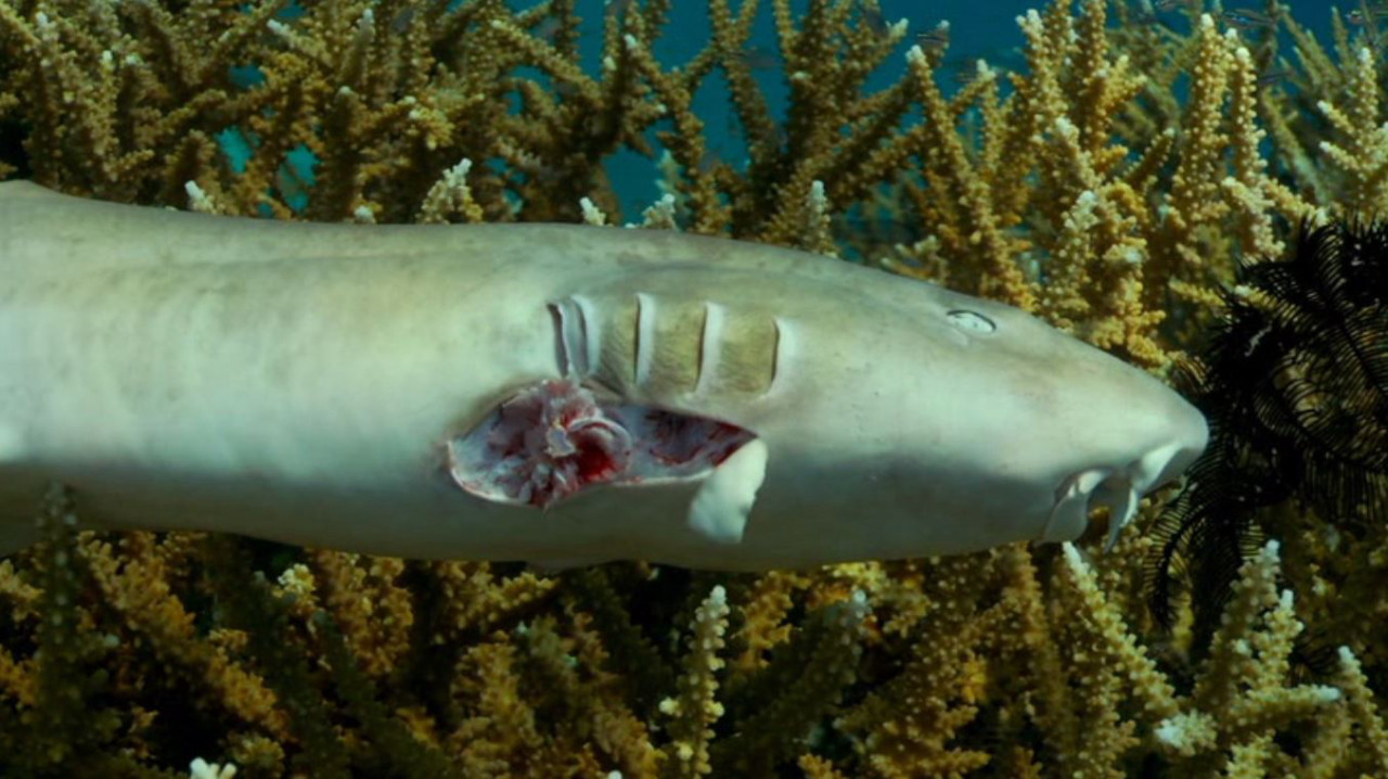 Phim Cuộc Đua Tuyệt Chủng - Racing Extinction (2015) Phim Cuộc Đua Tuyệt Chủng - Racing Extinction (2015)