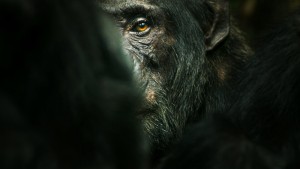 Phim Đế chế tinh tinh - Chimp Empire (2023) Phim Đế chế tinh tinh - Chimp Empire (2023)