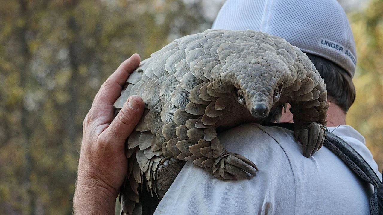Phim Loài Tê Tê: Hành Trình Của Kulu - Pangolin: Kulu's Journey (2025) Phim Loài Tê Tê: Hành Trình Của Kulu - Pangolin: Kulu's Journey (2025)